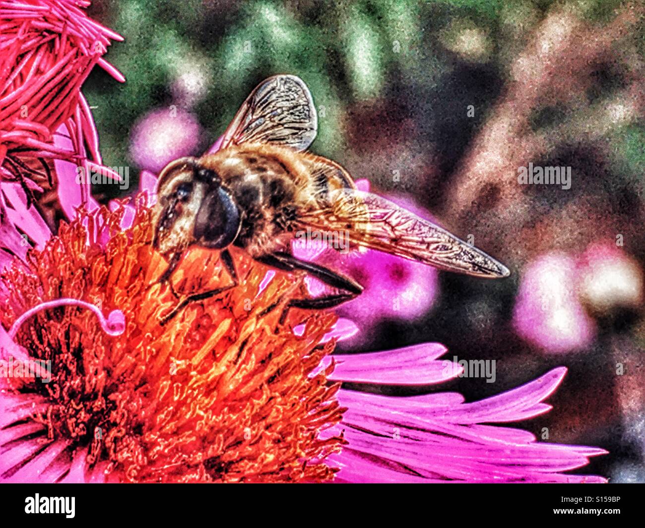 Honey bee, collecting pollen from a flower - Smartphone Captured Stock Image