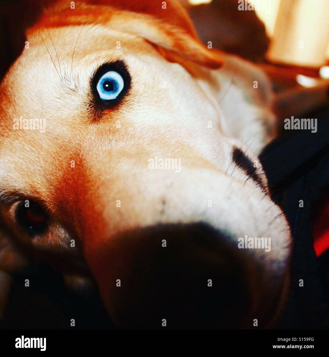 Blueberry the dog Stock Photo Alamy