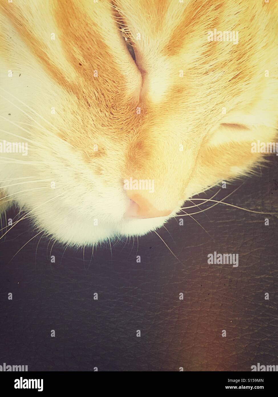 Ginger tabby face - Smartphone Captured Stock Image