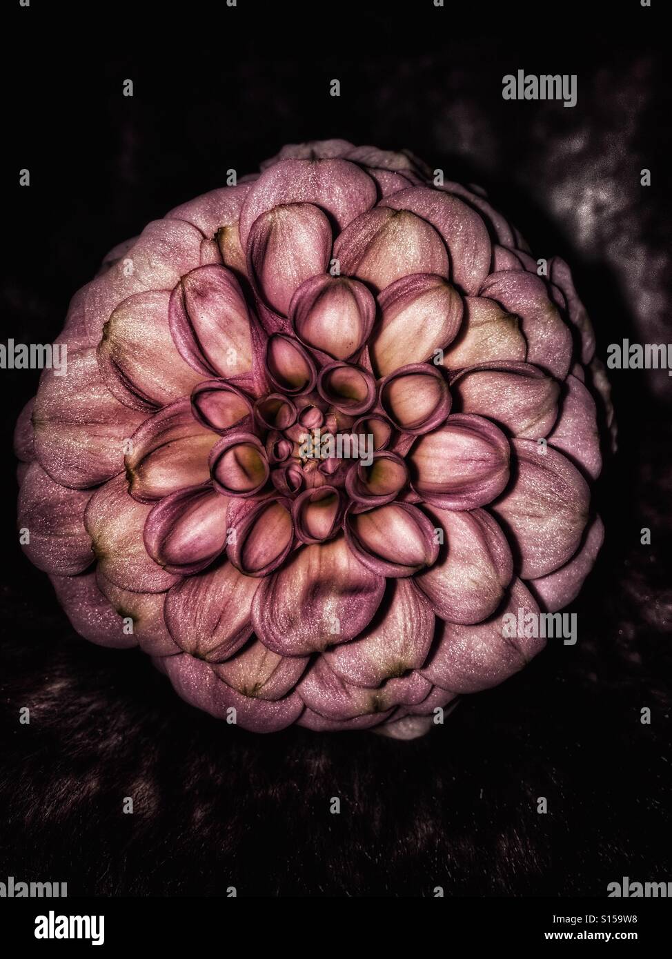 Pink Dahlia flower head Stock Photo
