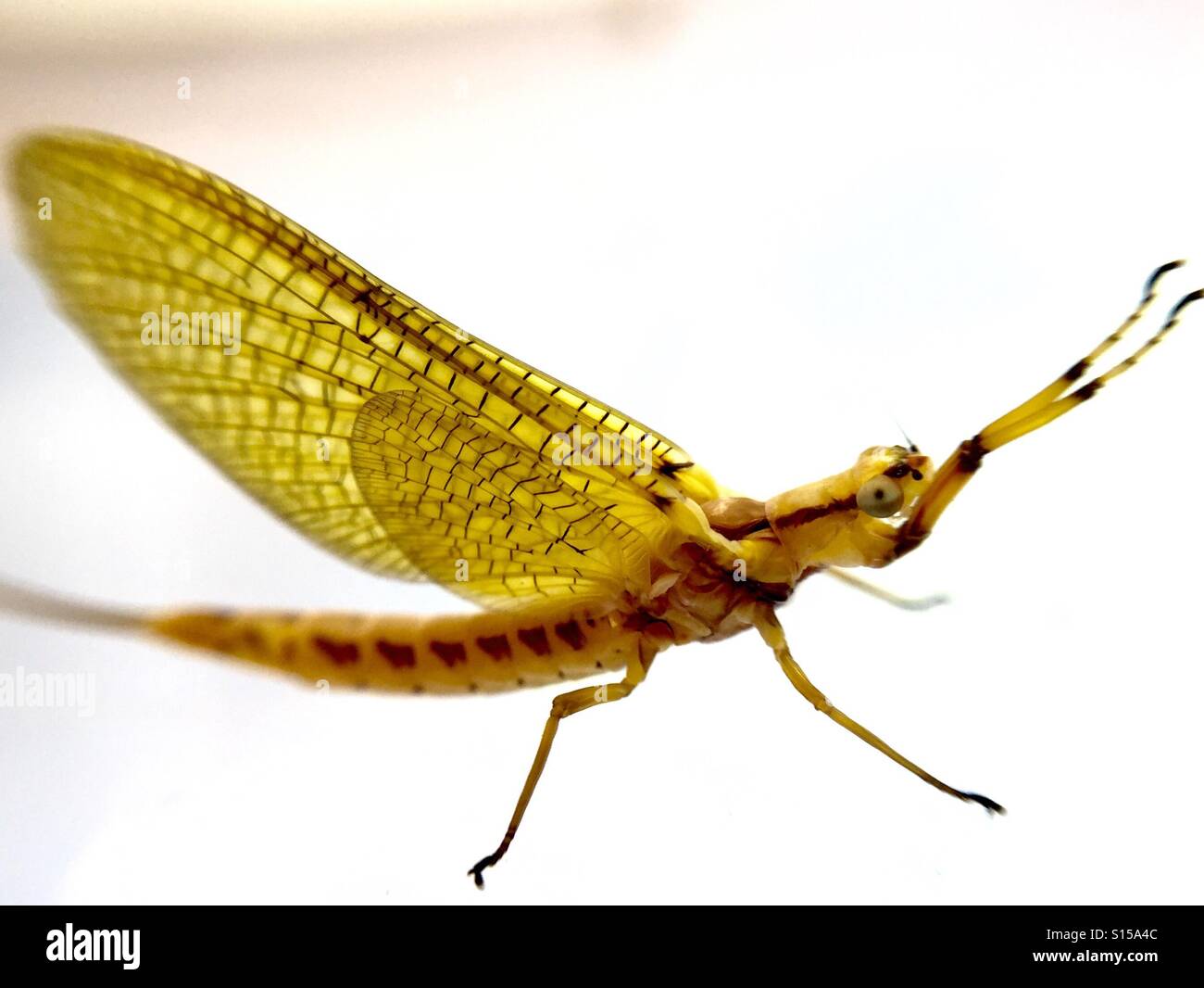 Mayfly - Smartphone Captured Stock Image
