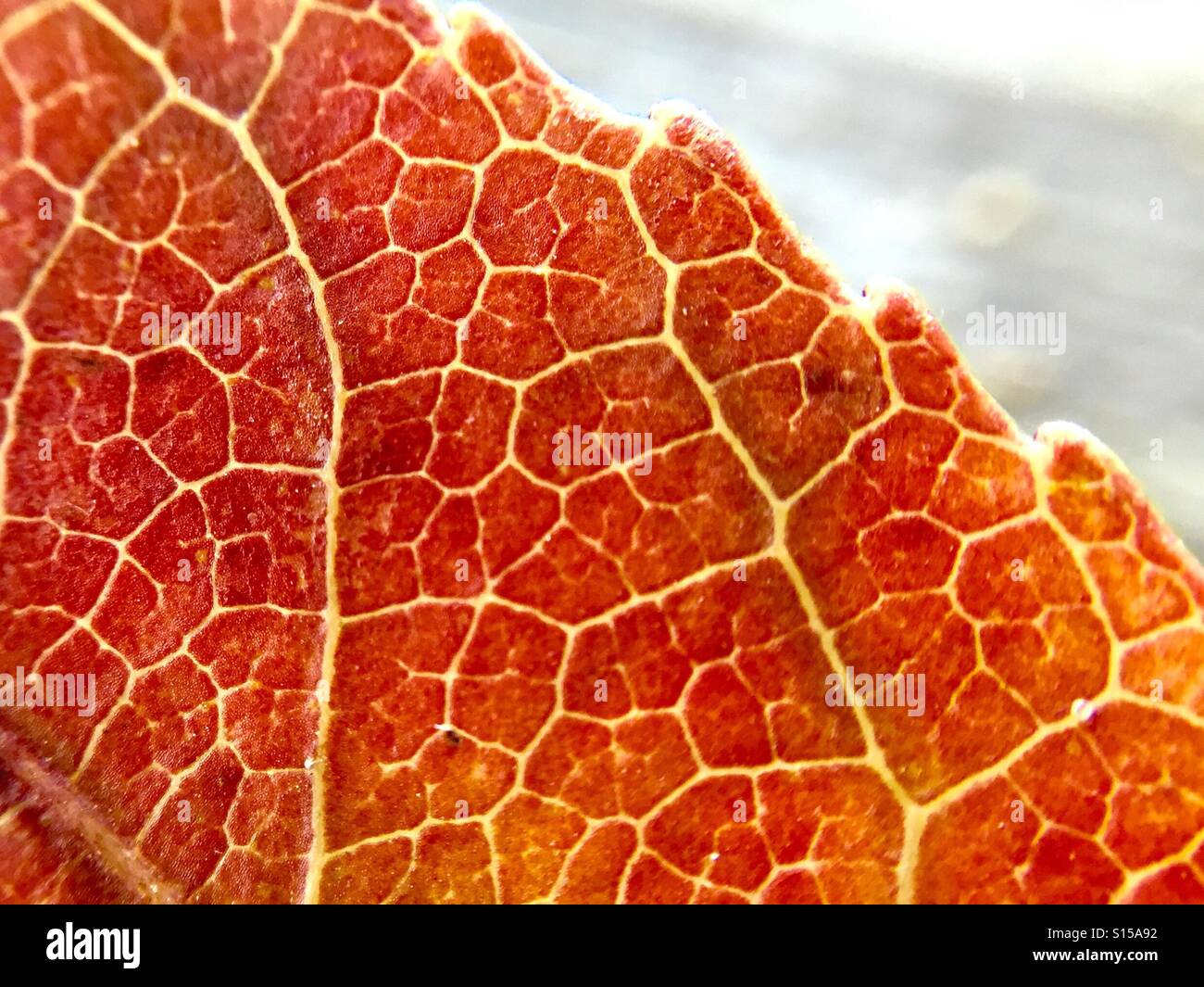 Close up detail of an orange leaf - Smartphone Captured Stock Image