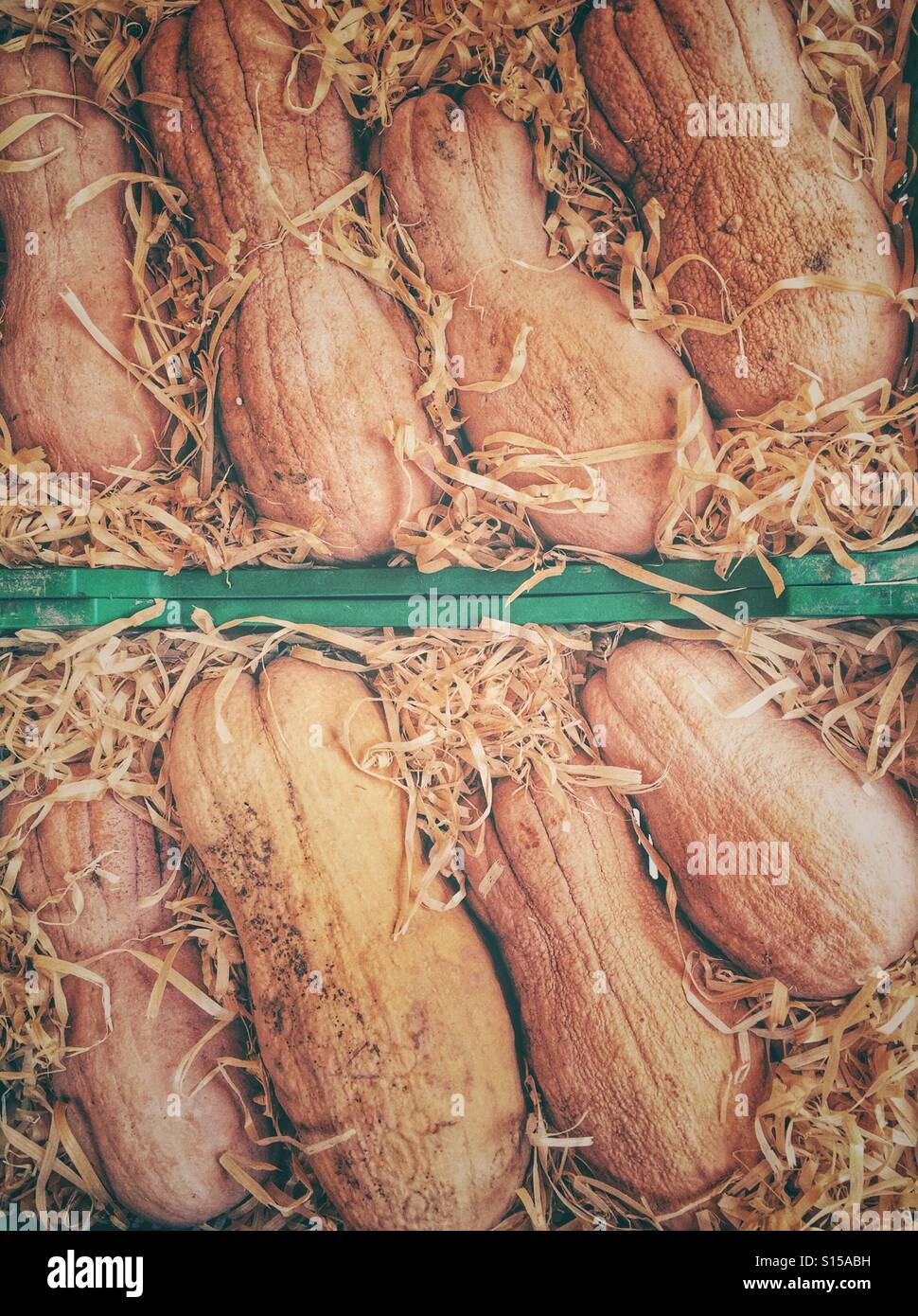 Season pumpkins - Smartphone Captured Stock Image