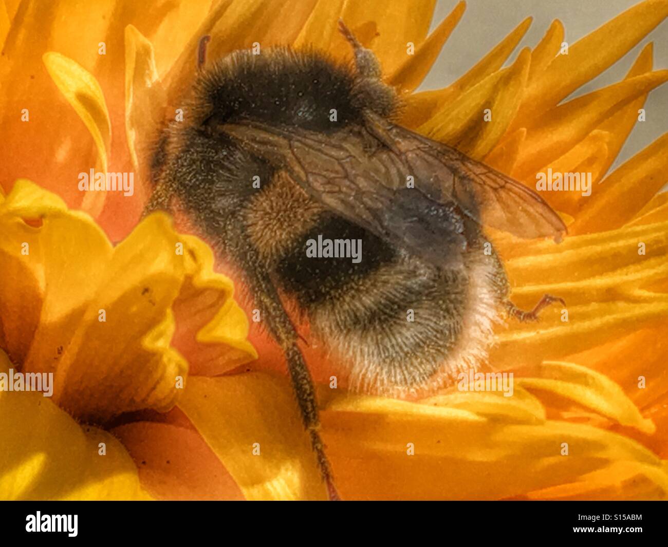 bumblebee teddy bear