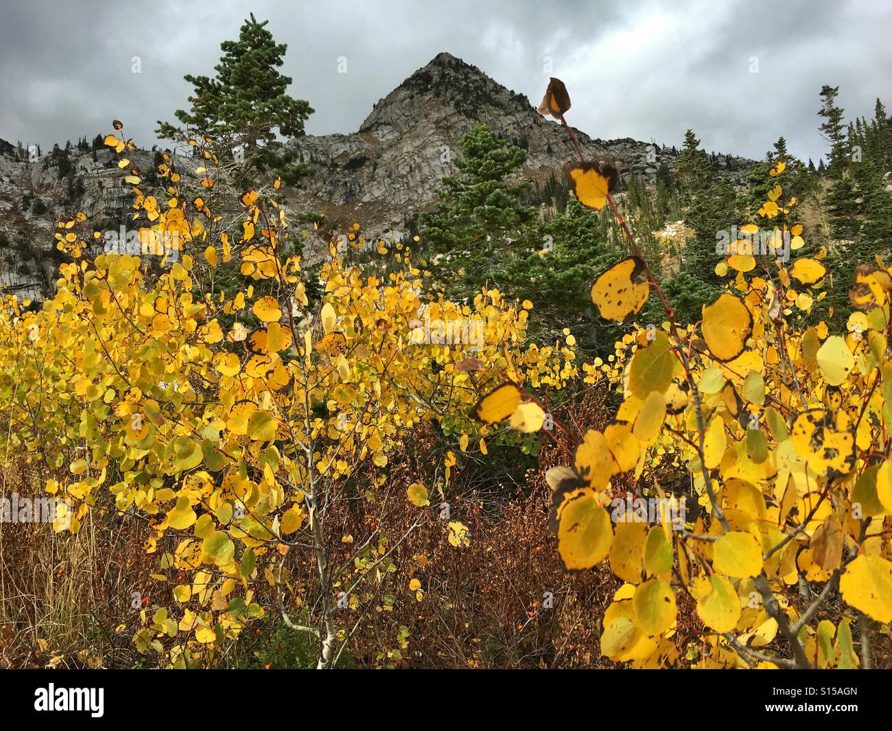 Leaves changing color during a fall hike with a sharp mountain peak in the background. Stock Photo