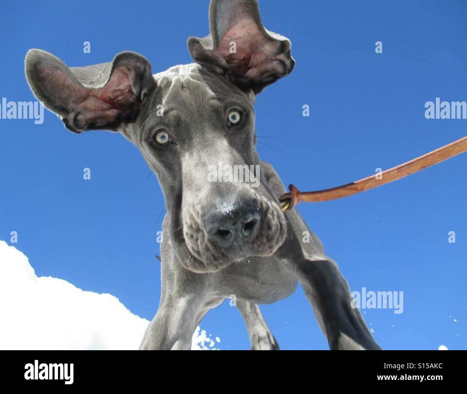Bane, the Great Dane. Location is Hurricane Ridge in the Olympic