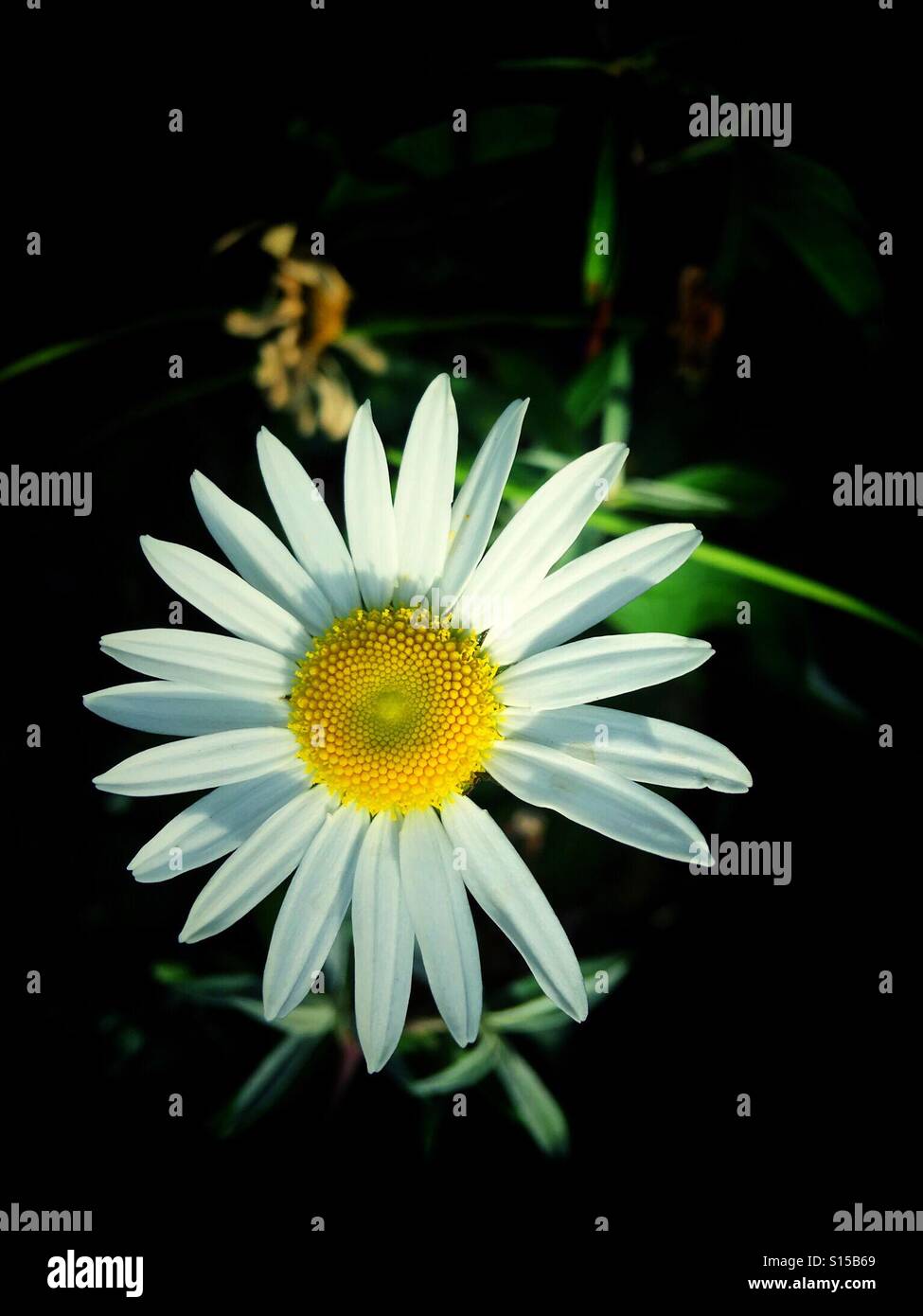 Daisy, pure and simple. A single flowerhead with white petals and a yellow centre. Stock Photo