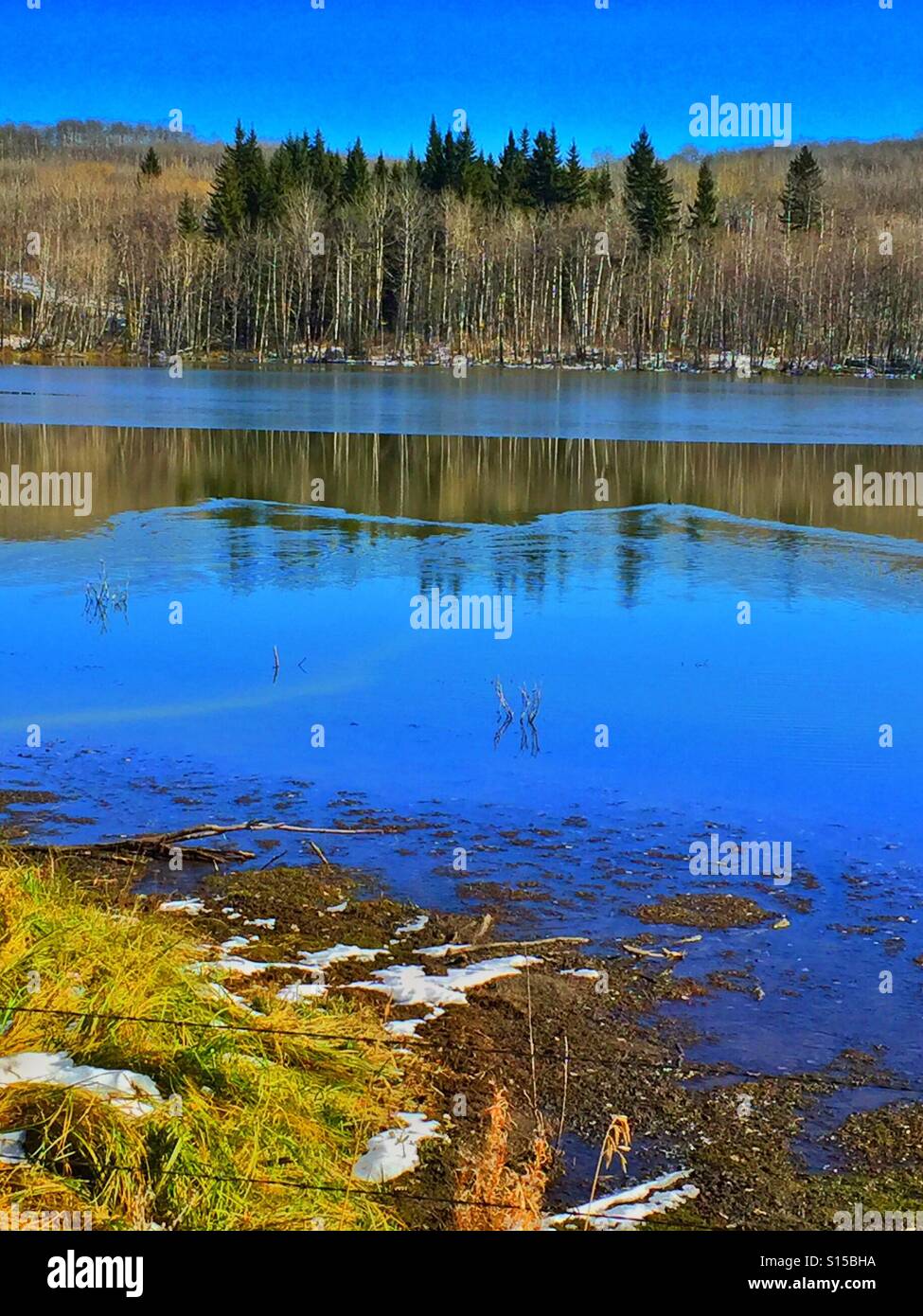 Two ducks causing ripples in a roadside pond - Smartphone Captured Stock Image