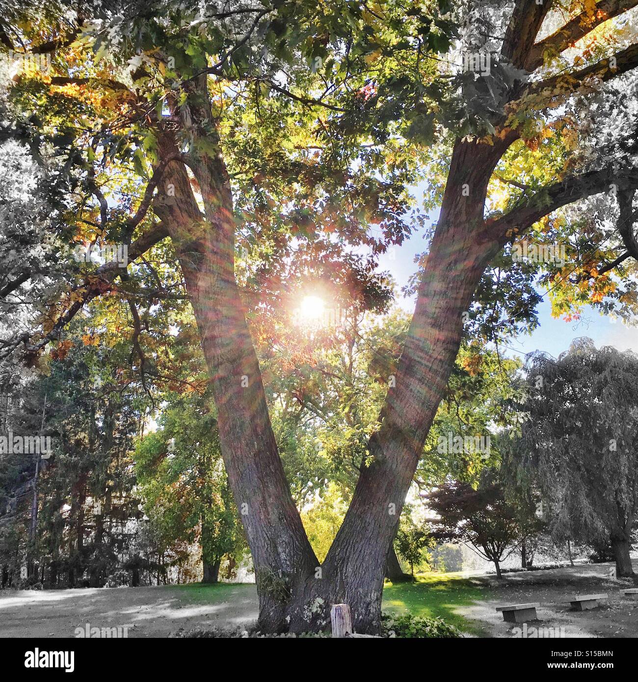 Sunlight Live Oak Tree Hi Res Stock Photography And Images   Alamy