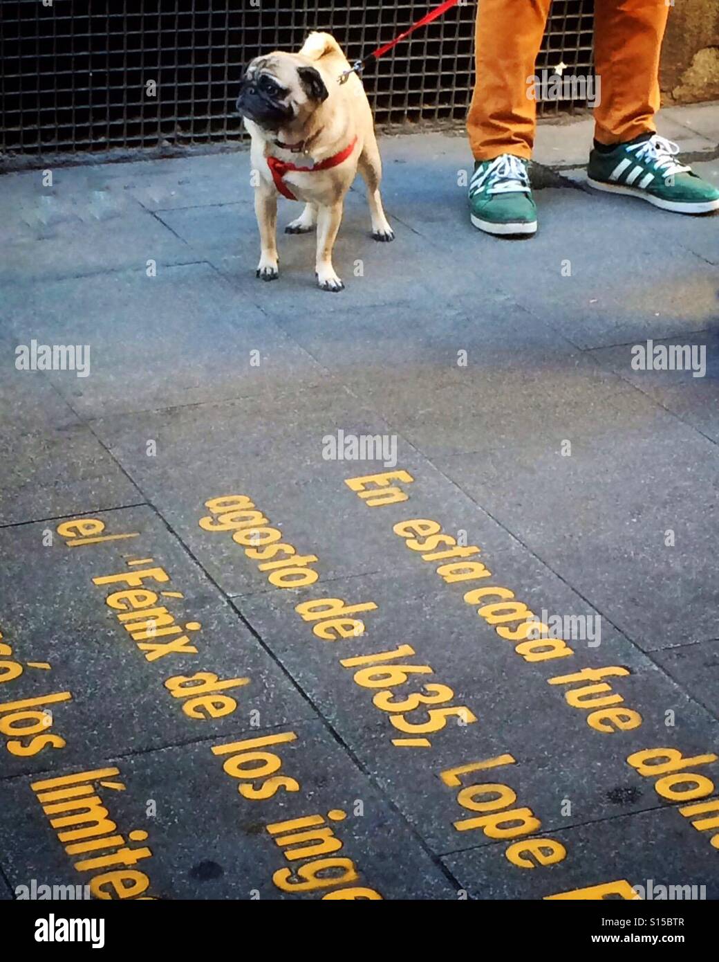 Cute dog on red lead next to owner with green designer trainer shoes and smart mustard orange trousers standing on pavement in las letras district of Madrid, depicting quotation of Lope de Vega on pav - Smartphone Captured Stock Image