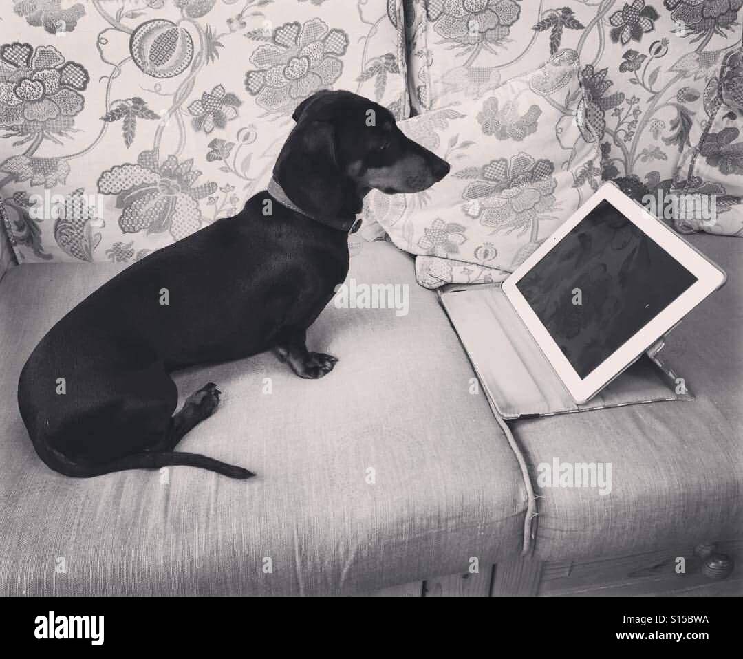 Cute Sausage Dog Puppy with iPad - Smartphone Captured Stock Image