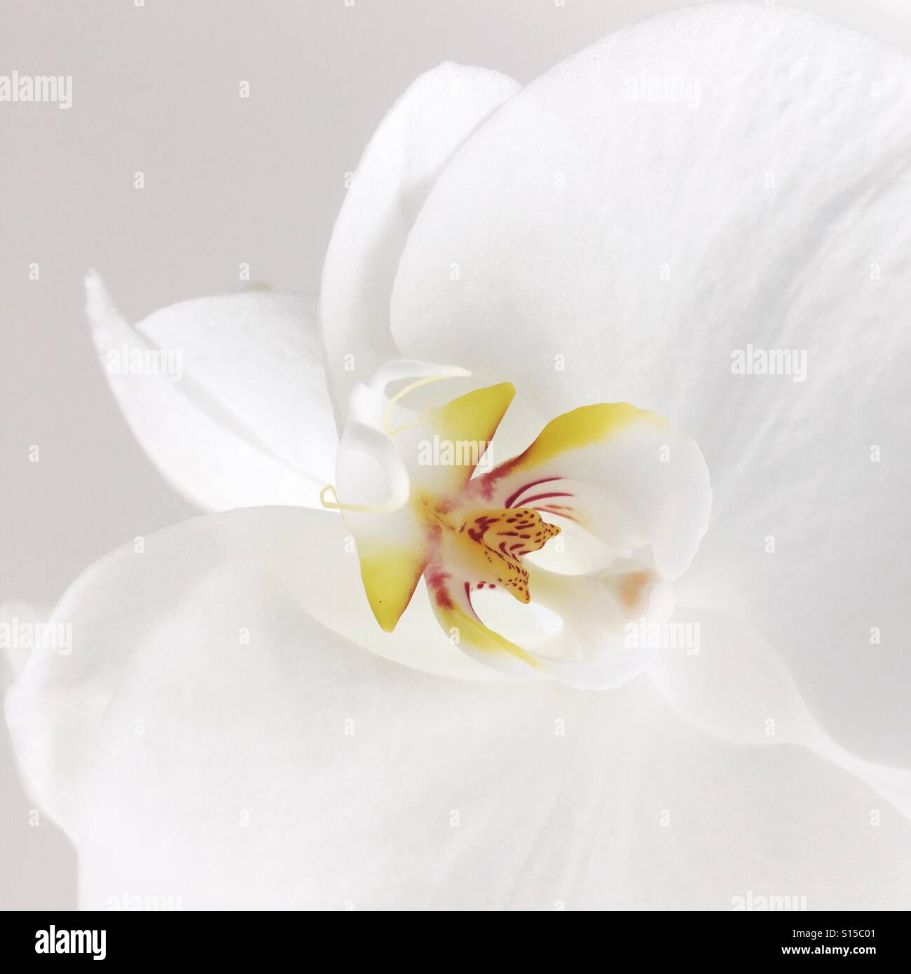 White orchid flower Stock Photo - Alamy