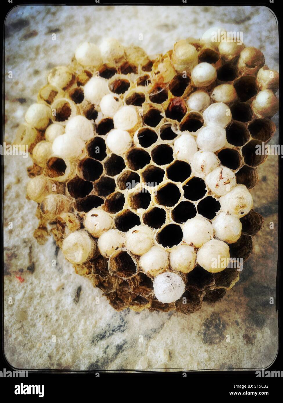 Wasp nest - Smartphone Captured Stock Image