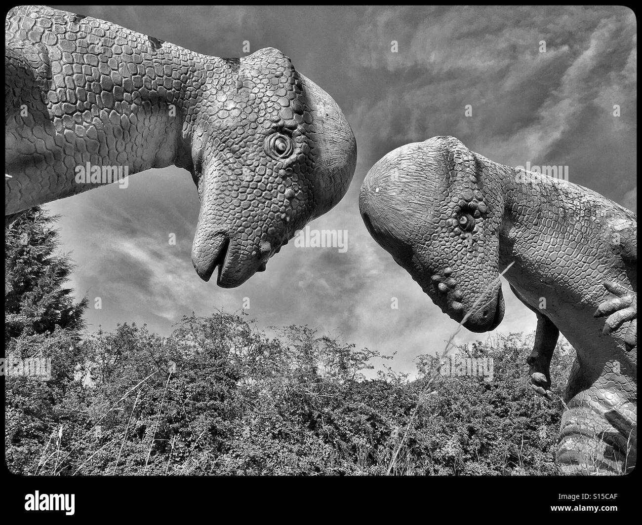 A Monochrome Image Of 2 Pachycephalosaur Dinosaurs Fighting These Extinct Herbivores Used The Tops Of Their