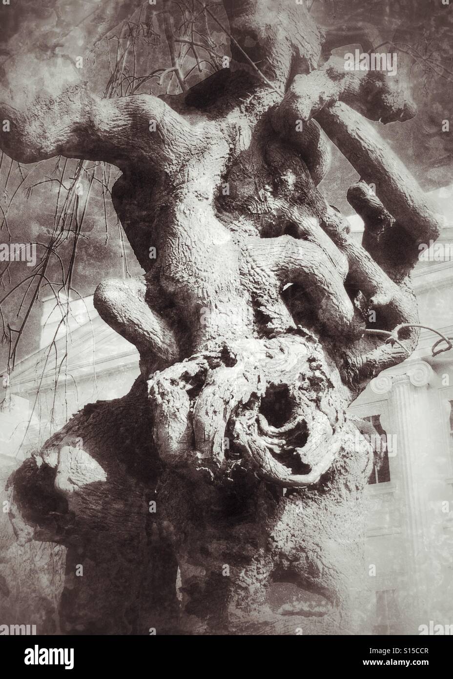 Twisted tree trunk - Smartphone Captured Stock Image