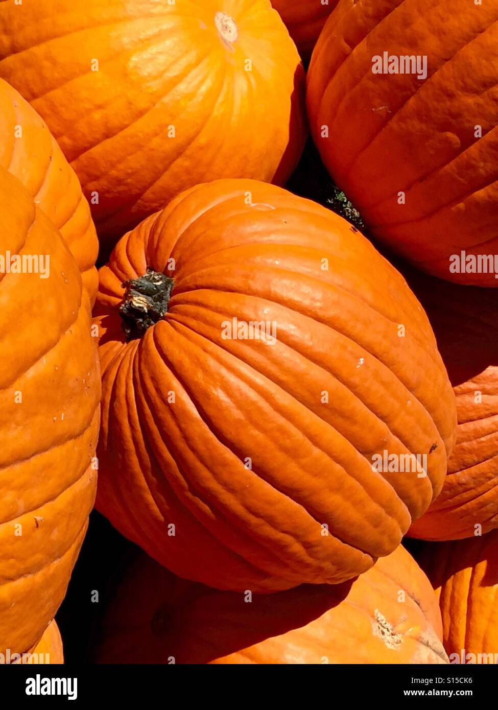Pumpkins - Smartphone Captured Stock Image