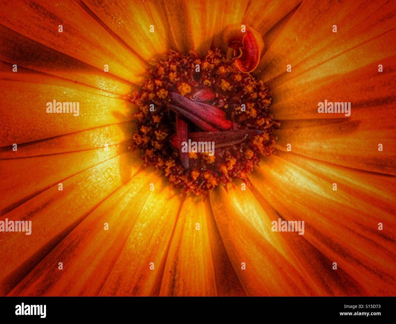 Flower, close up - Smartphone Captured Stock Image