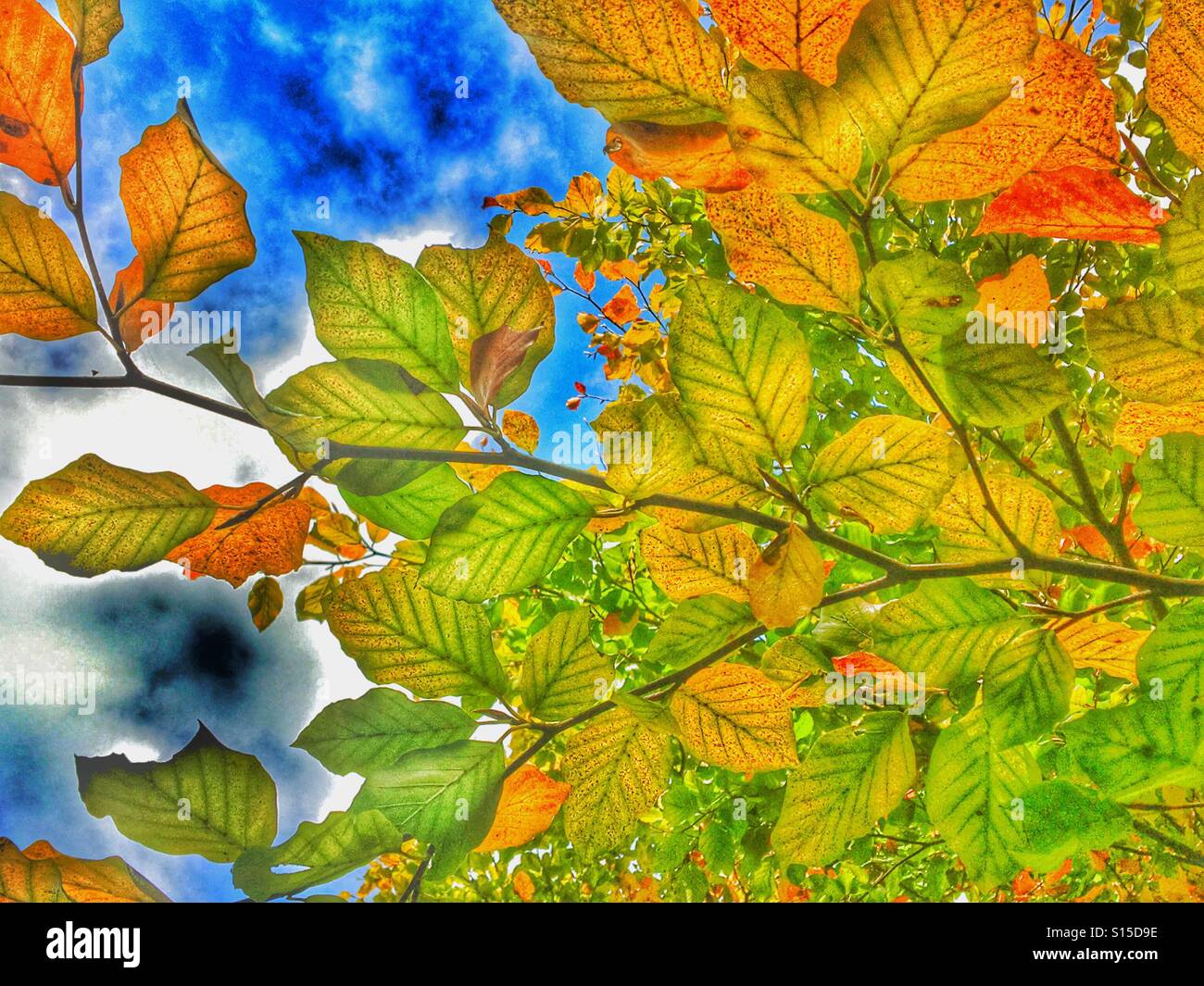 Patterns in Nature - Beech leaves in autumn against a blue sky - Smartphone Captured Stock Image