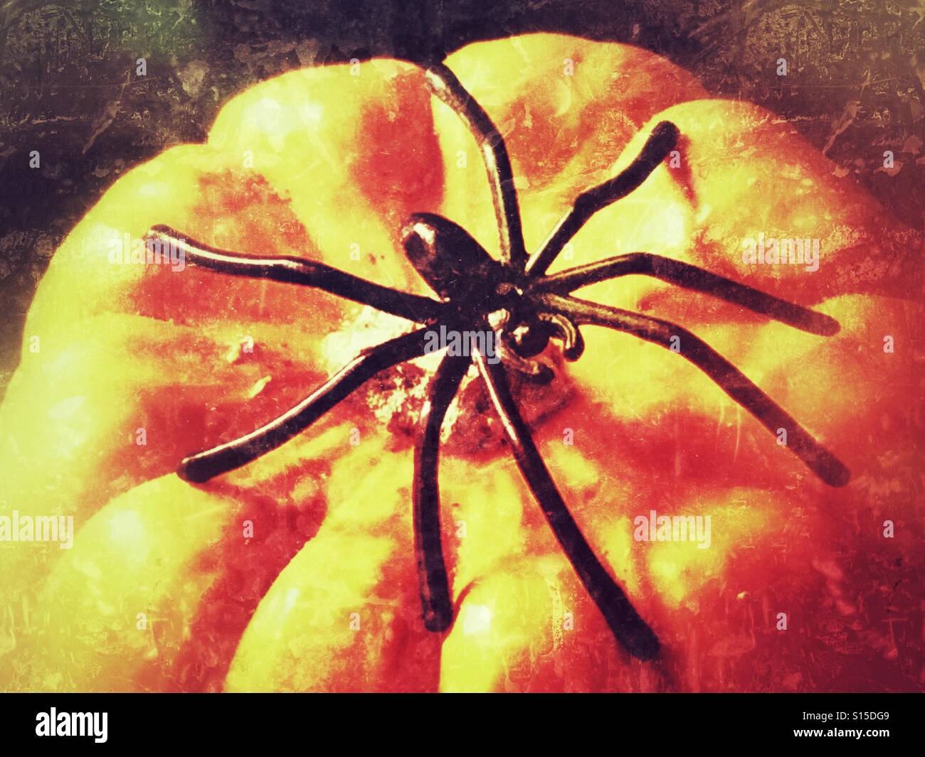 Halloween. Big black spider on a pumpkin. - Smartphone Captured Stock Image