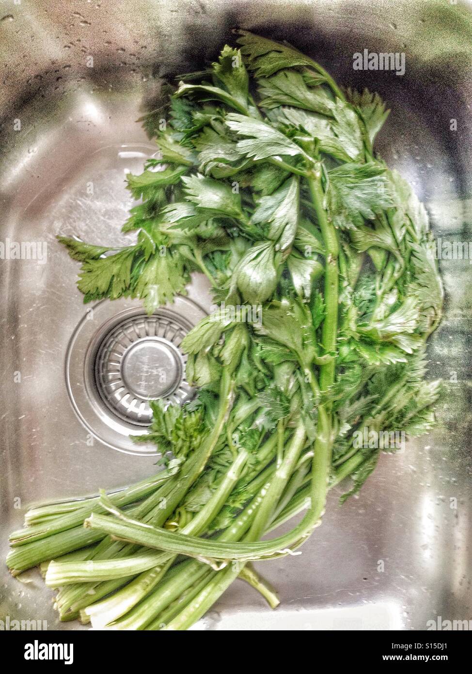 Celery stalks ready to be washed in the sink Stock Photo