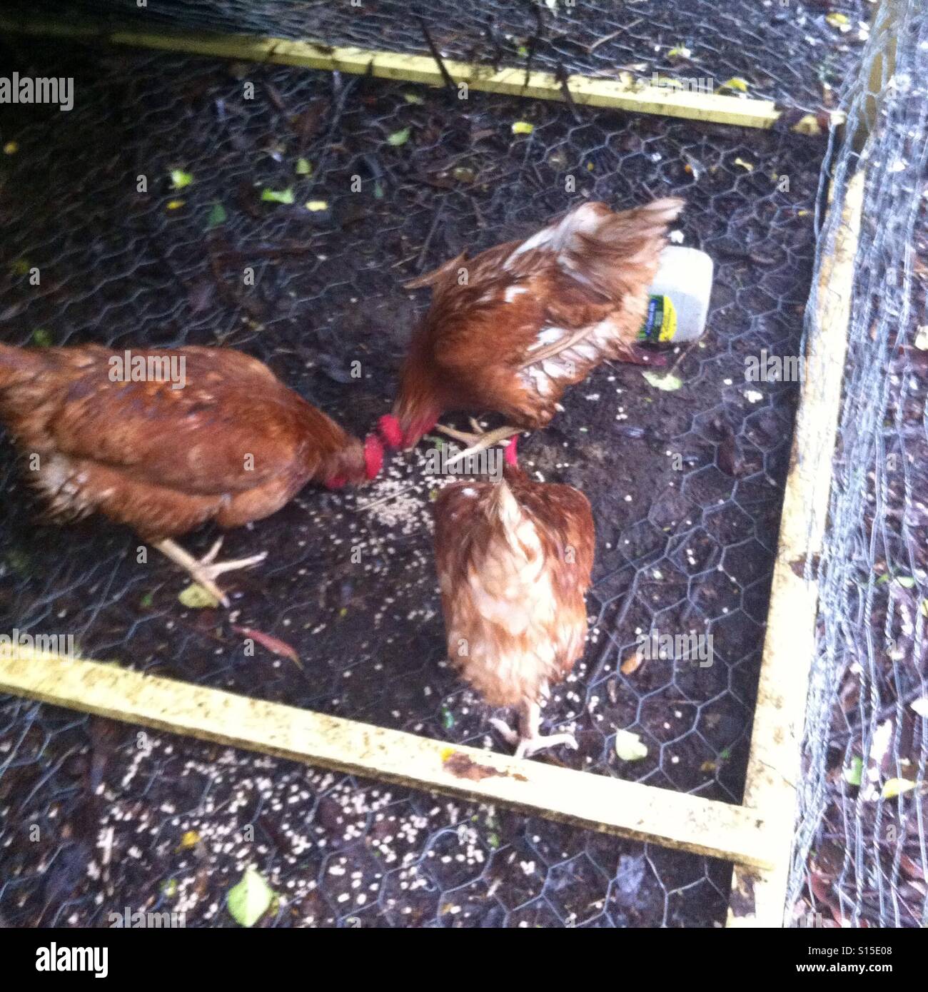 Chickens eating seeds in the rain Stock Photo Alamy