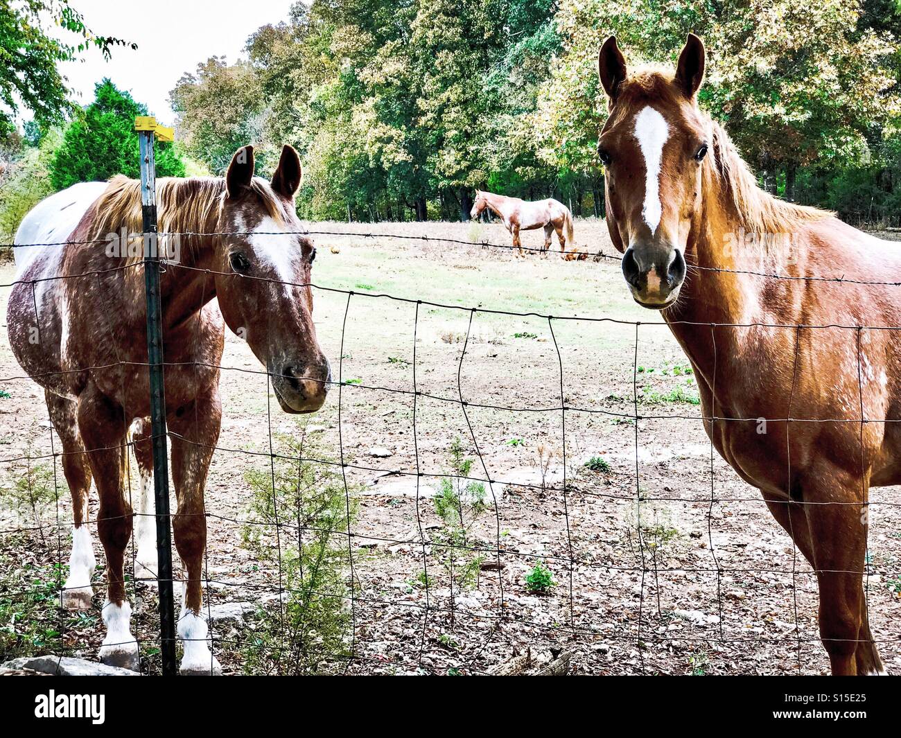 Amazing Horse - Appaloosa Horses 