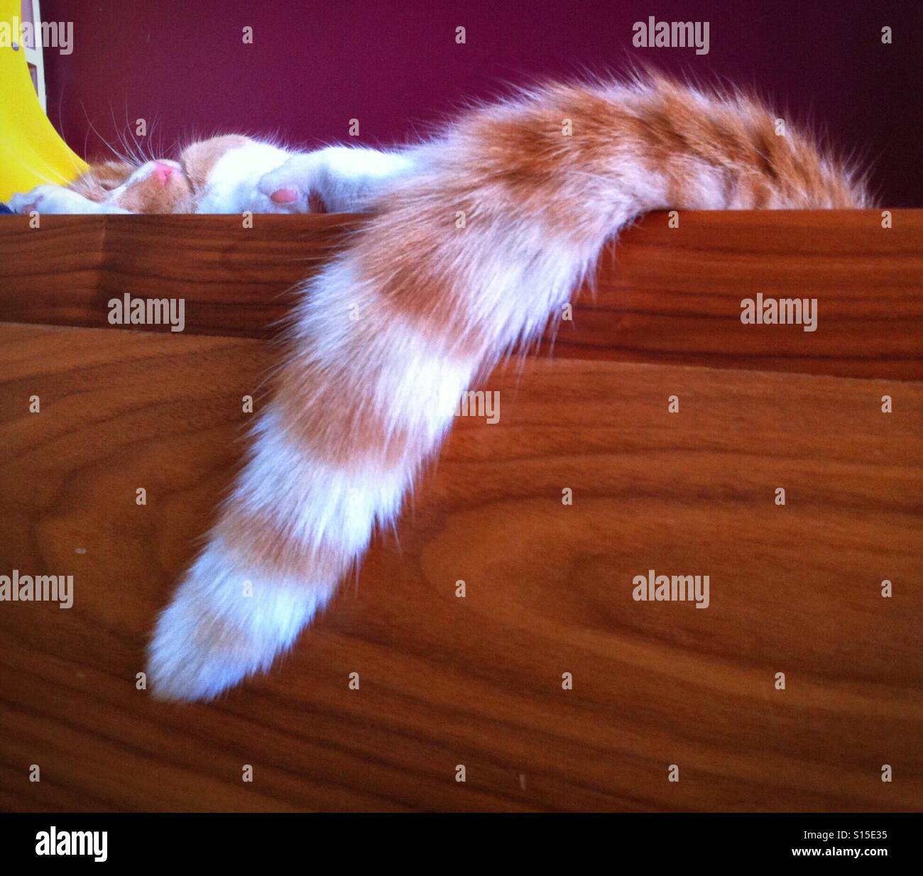 Stripey ginger cat's tail over wooden beam Stock Photo