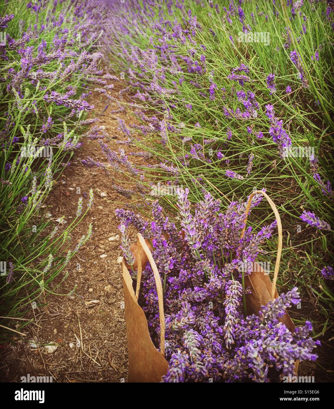 Lavender Stock Photo