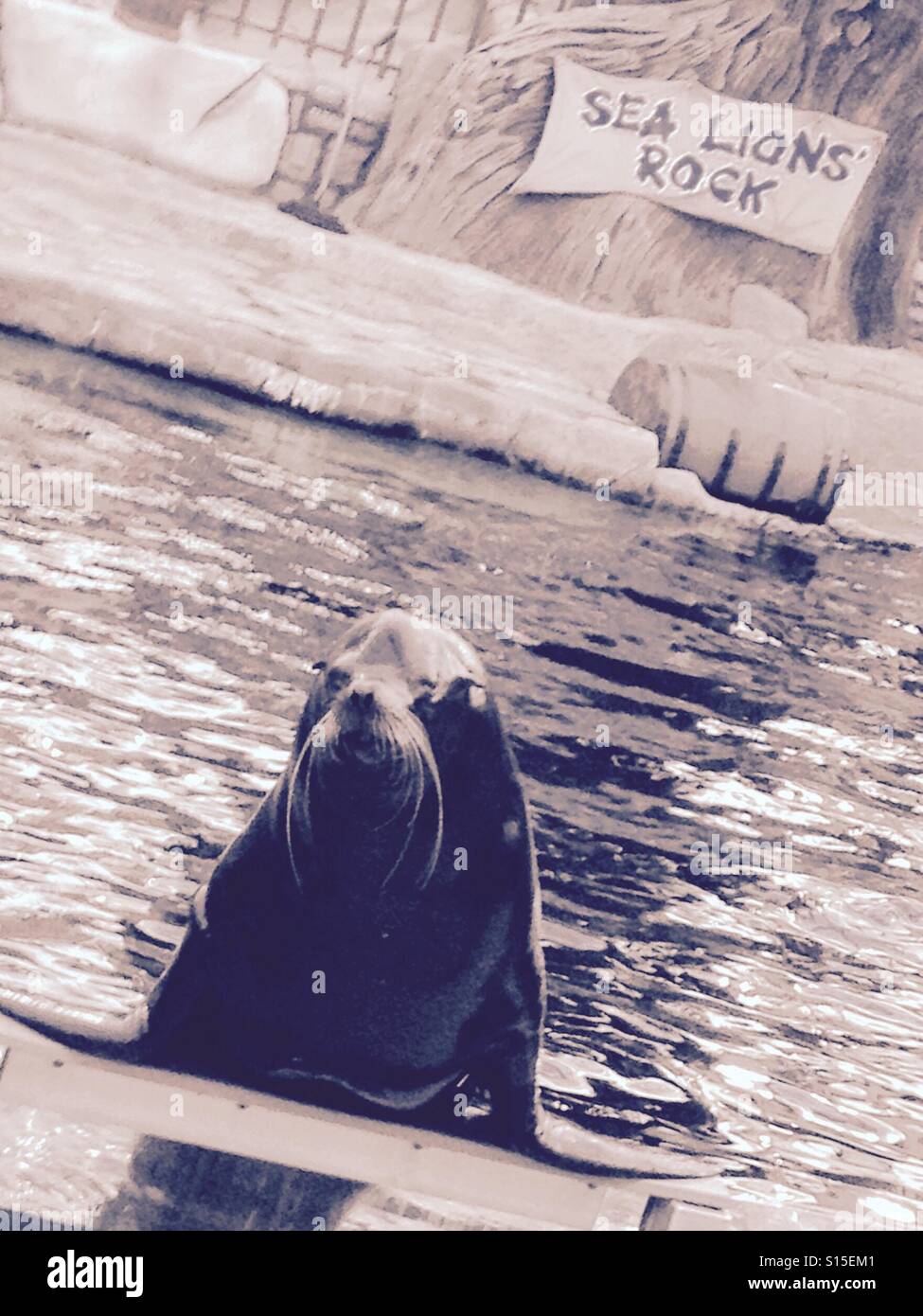 A playful sea lion puts on a show @ the West Edmonton Mall Stock Photo