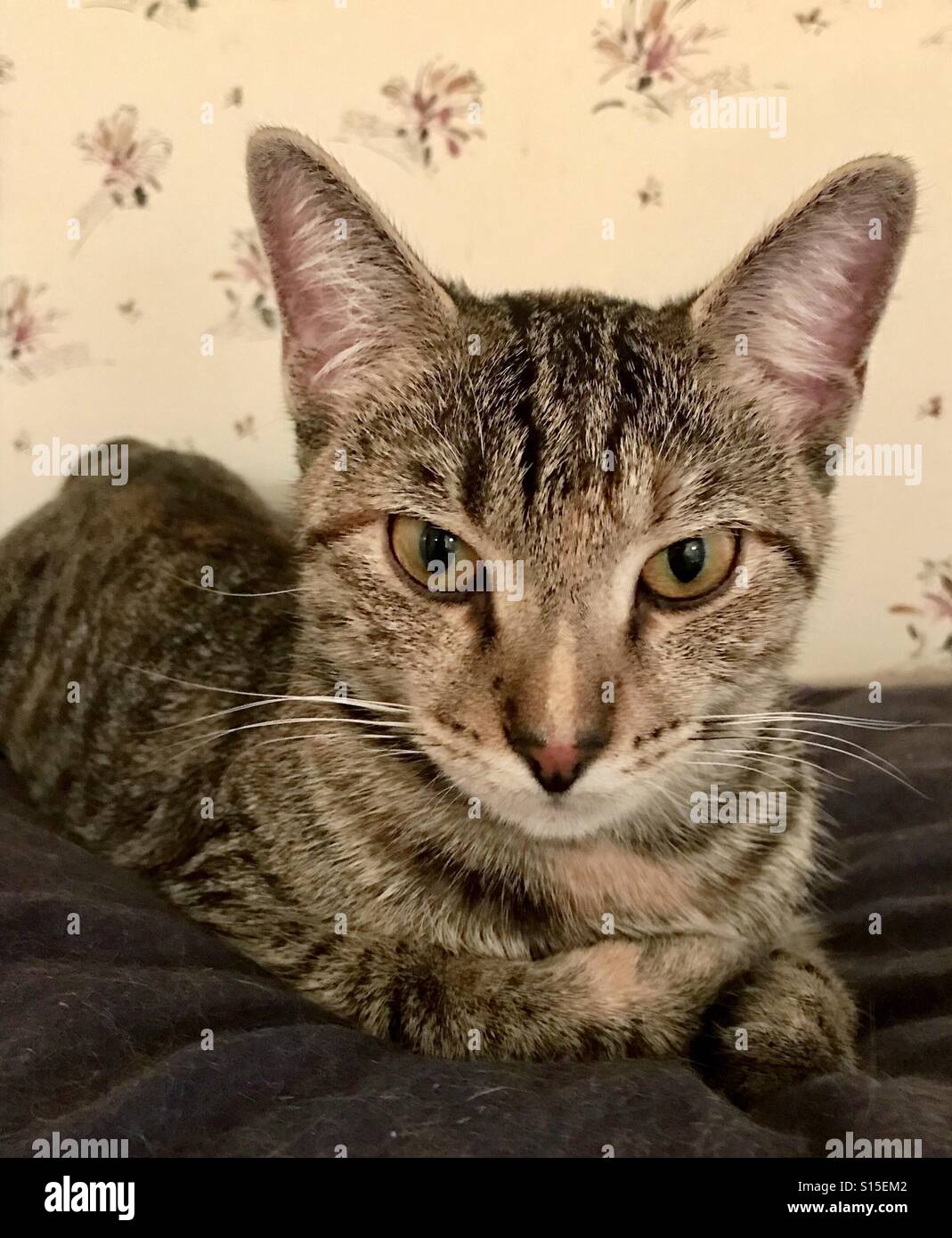 Portrait of beautiful tabby kitten with copper eyes Stock Photo Alamy