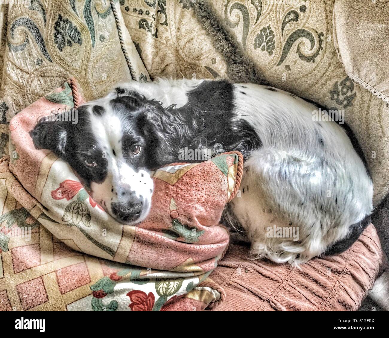 Cocker spaniel resting her head on a cushion while she lies on a sofa Stock Photo