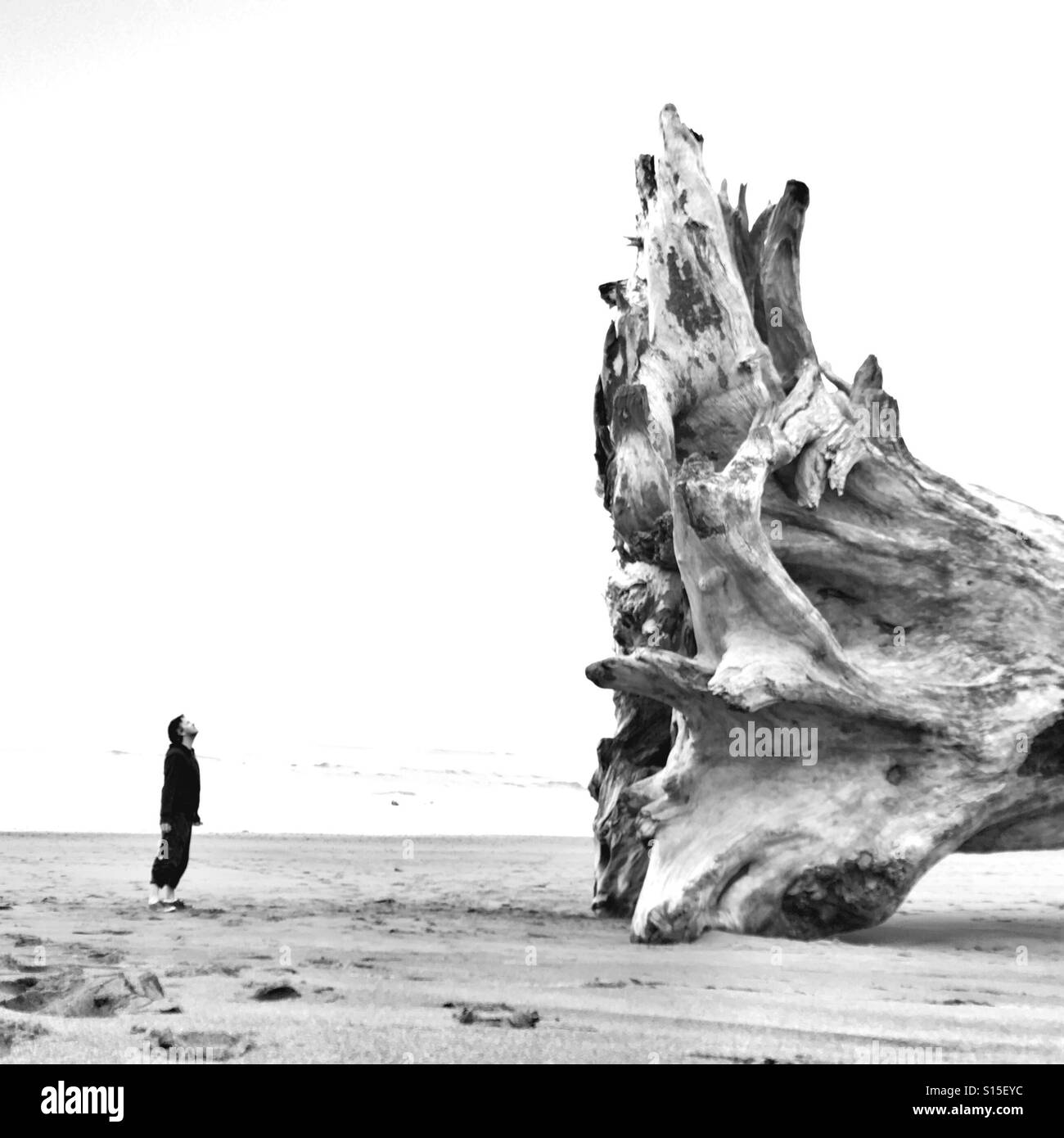 Giant driftwood at La Push - Smartphone Captured Stock Image