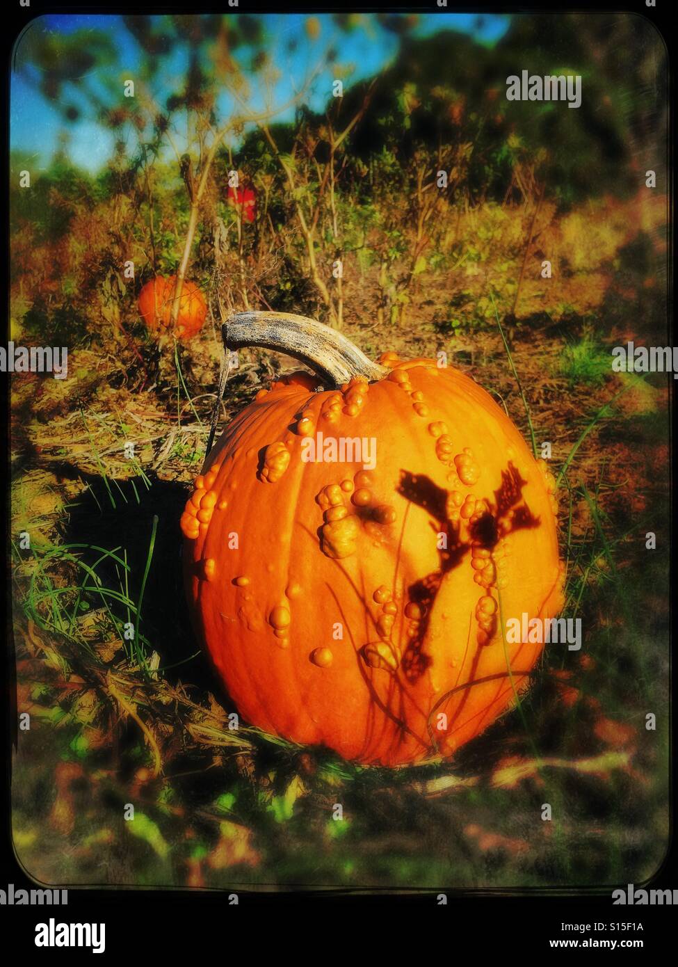 Pumpkin in pumpkin patch - Smartphone Captured Stock Image