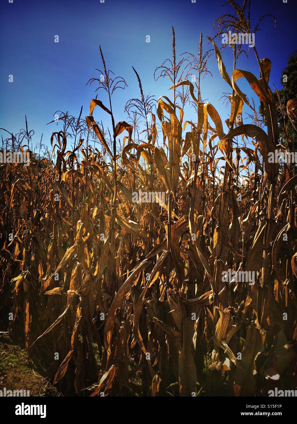 Dried corn stalks Stock Photo