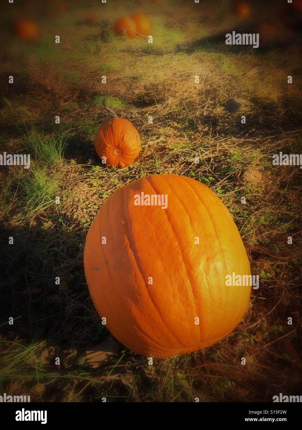 Pumpkin patch - Smartphone Captured Stock Image