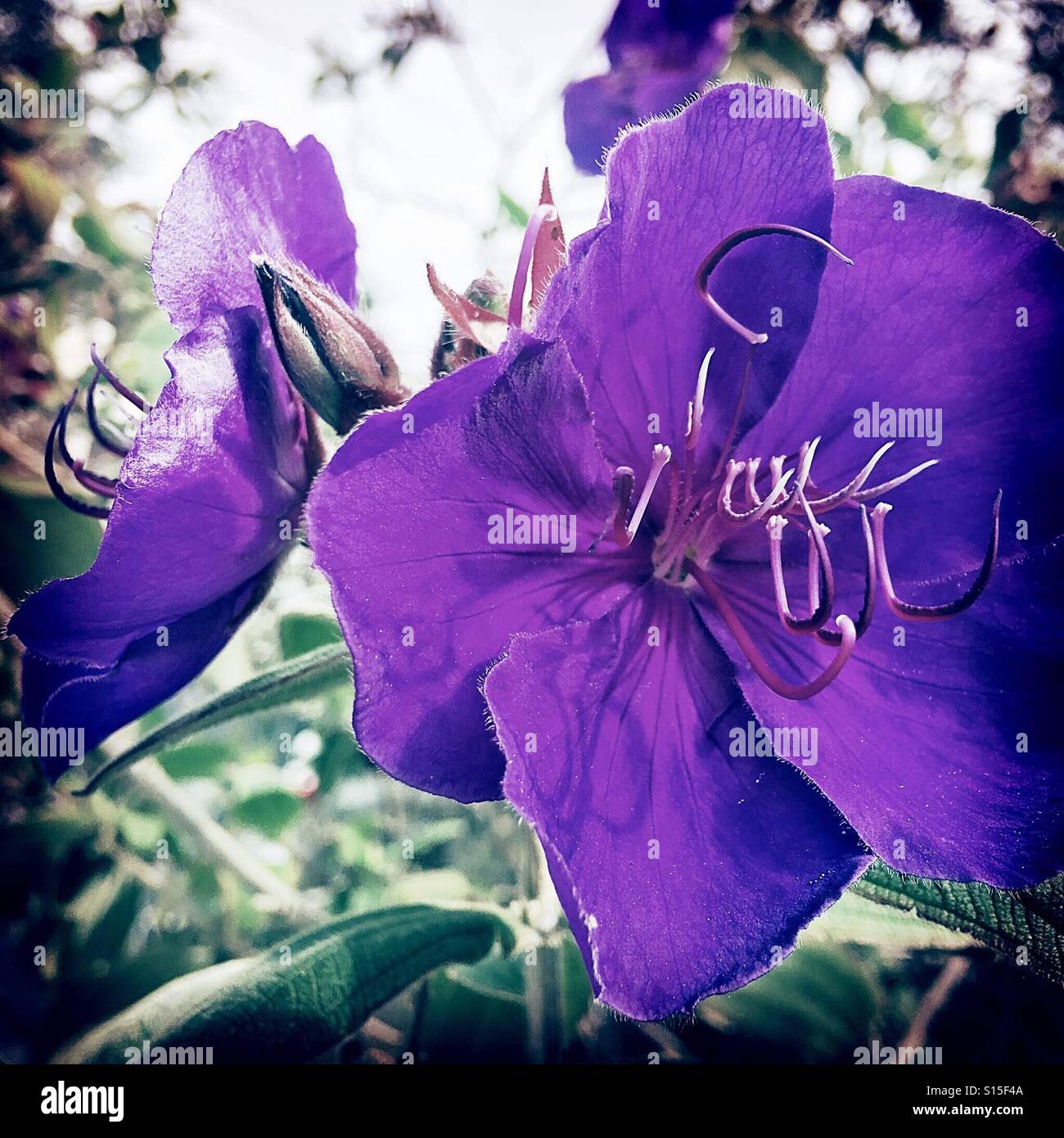 The sweet purple Stock Photo - Alamy