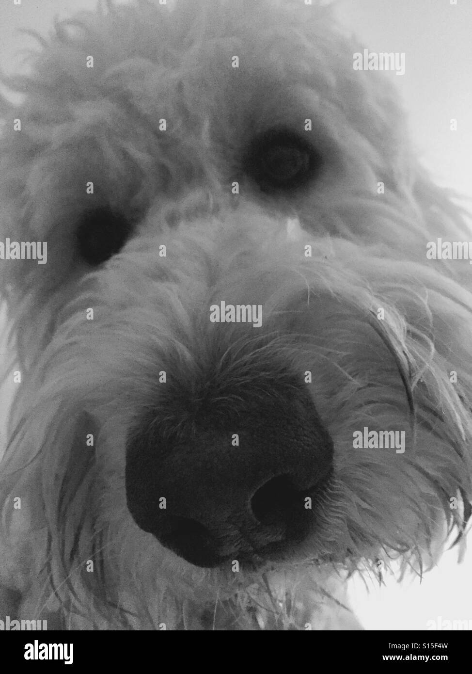 A white labradoodle dog looking. - Smartphone Captured Stock Image