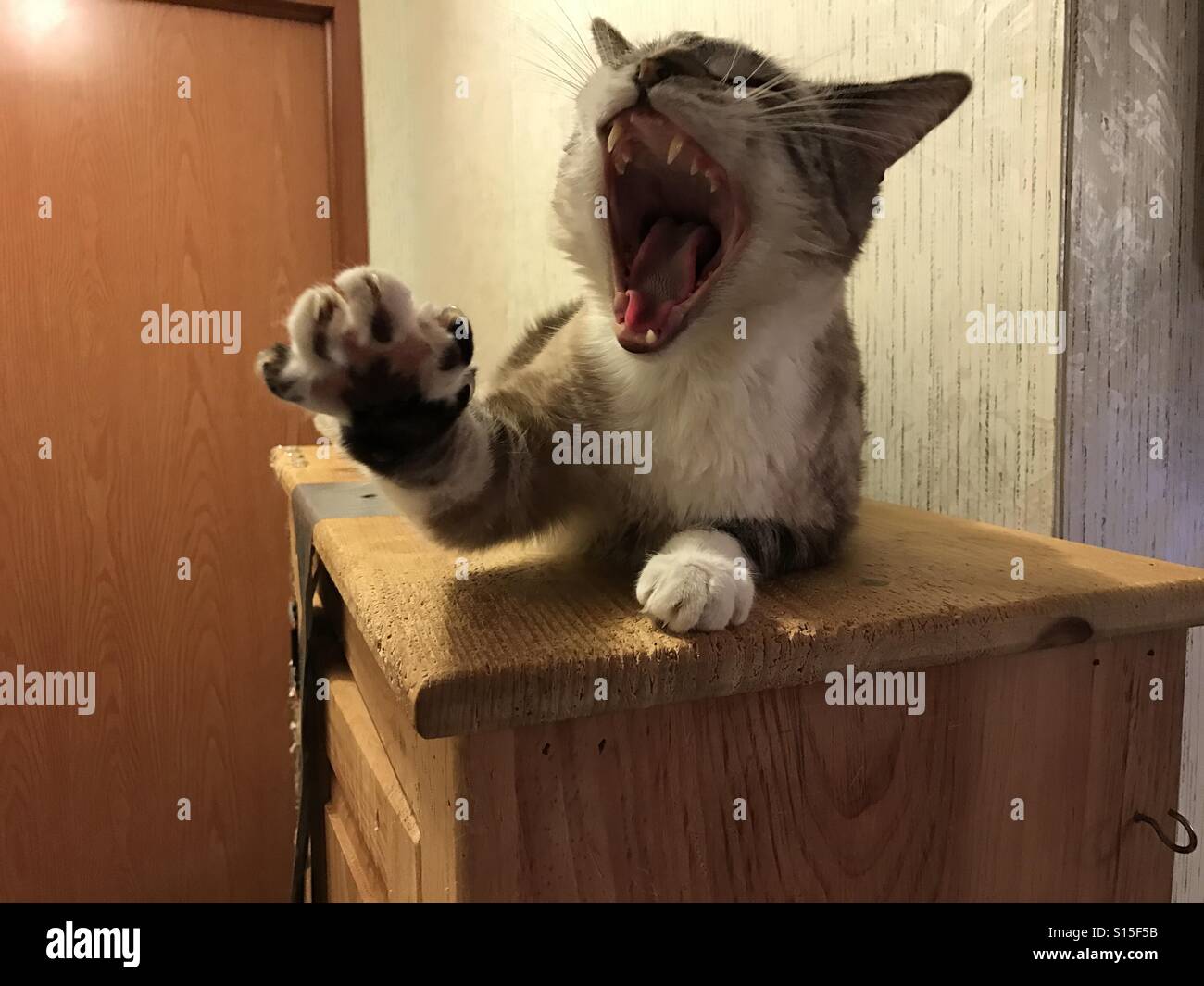 Huge yawn from Siamese Snowshoe cat Stock Photo