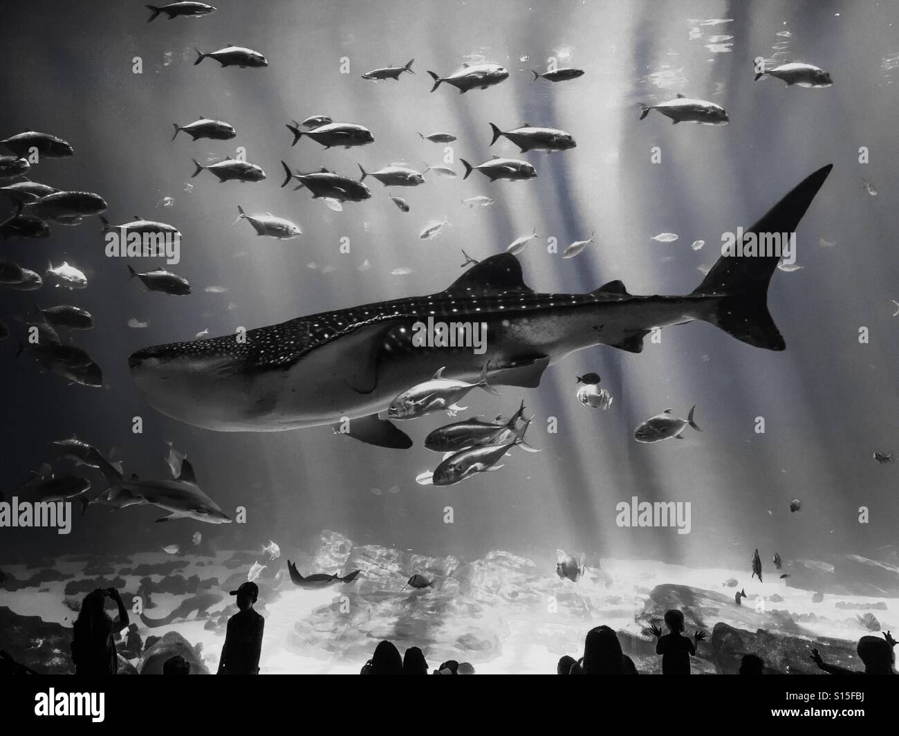 A whale shark in the Aquarium Stock Photo Alamy