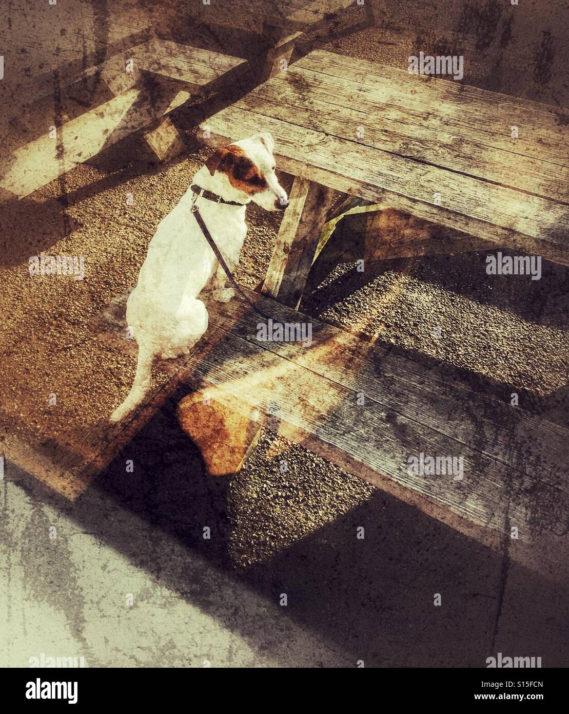 Lost dog tied to a table and waiting patiently. - Smartphone Captured Stock Image