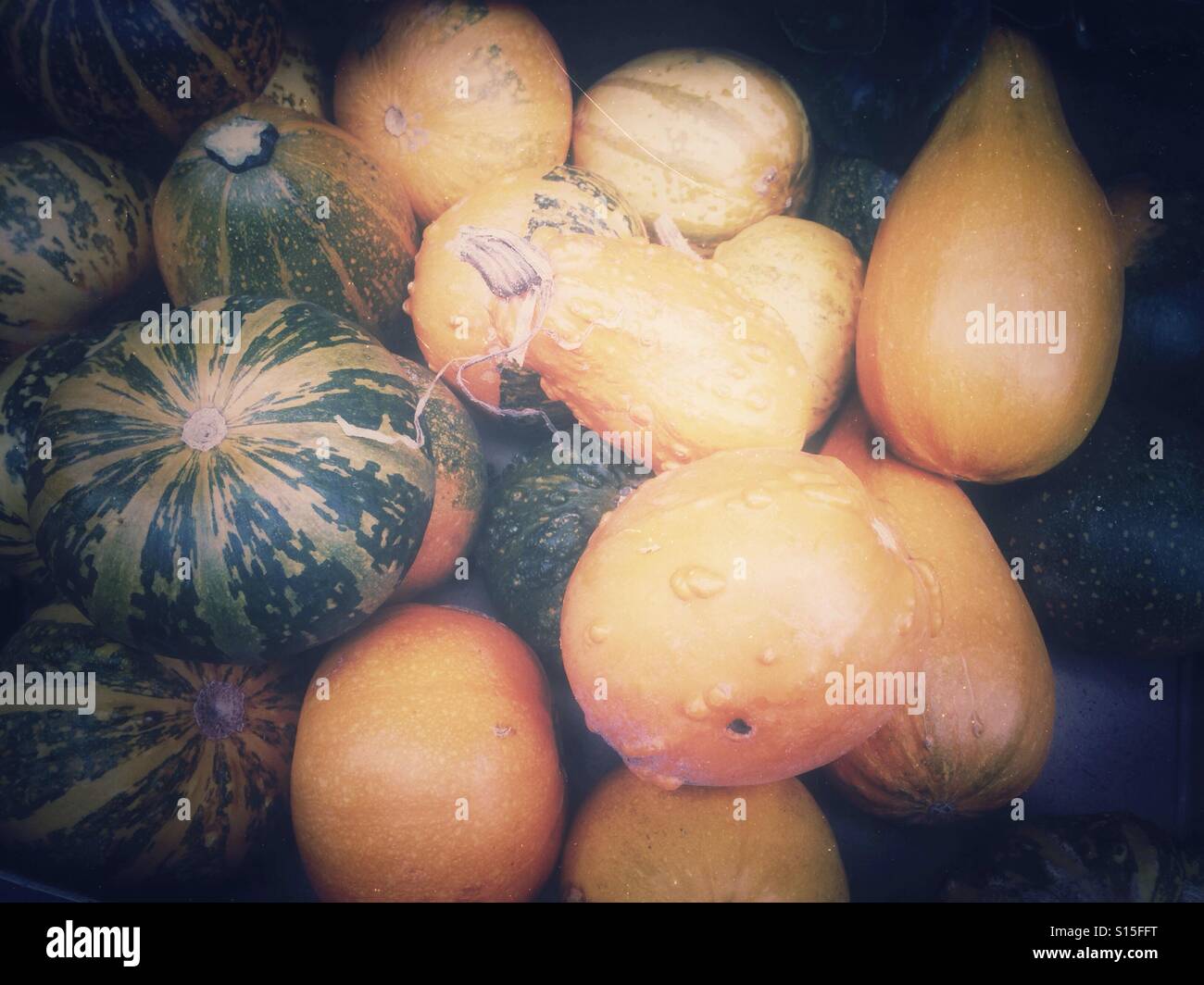 Mini pumpkins Stock Photo
