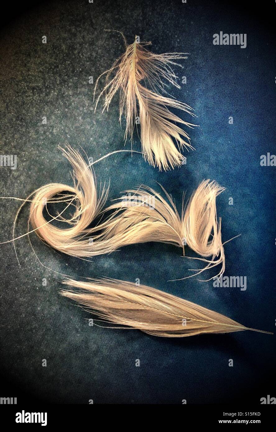 White feathers on a dark blue/black background. - Smartphone Captured Stock Image