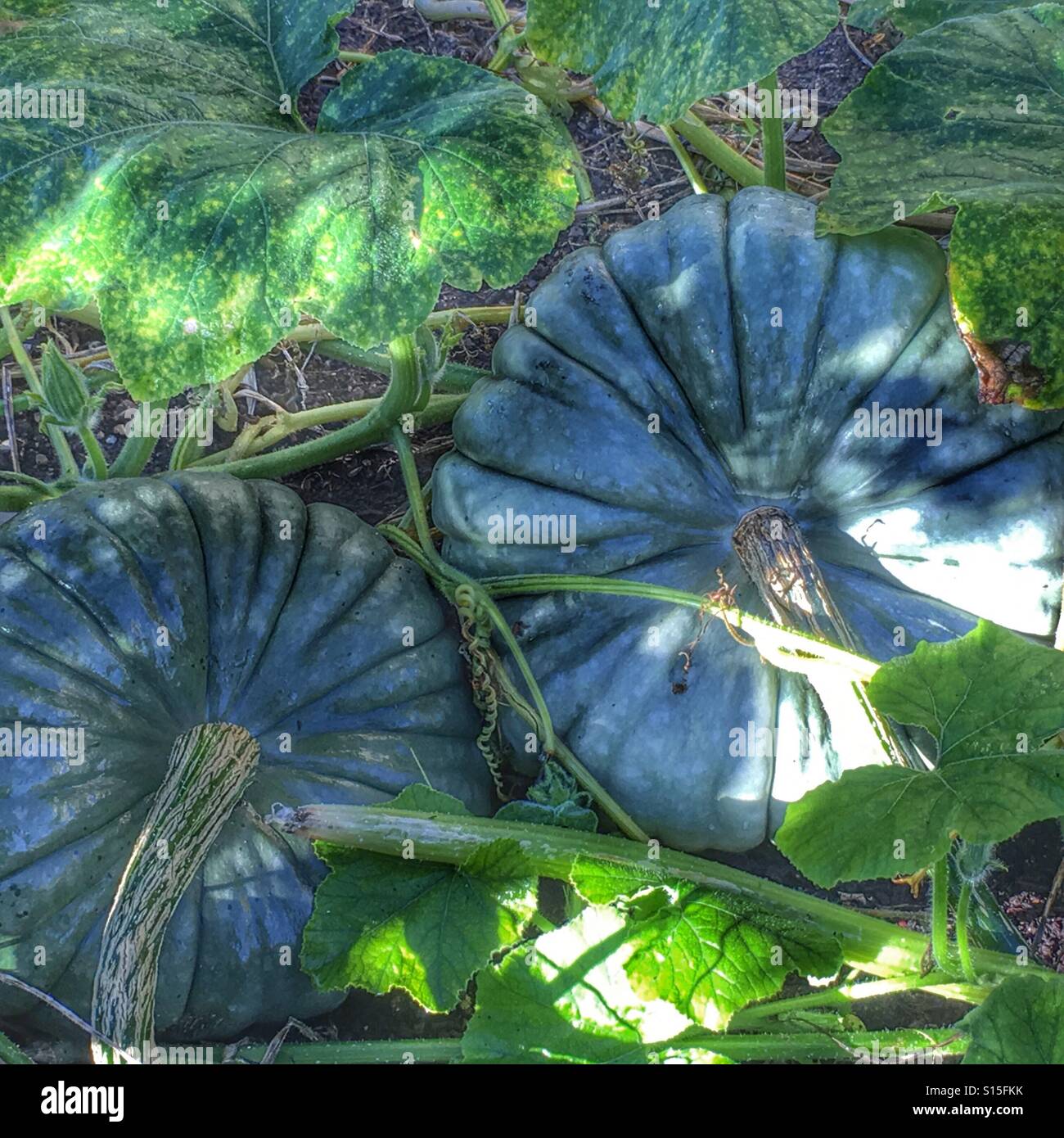 Green pumpkins, growing in a vegetable patch - Smartphone Captured Stock Image