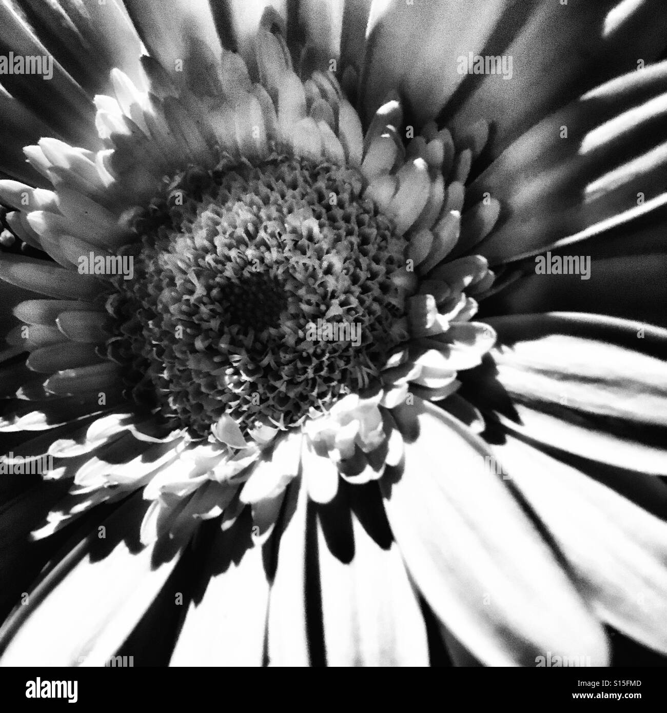 Gerbera Daisy Black and White Stock Photos & Images - Alamy