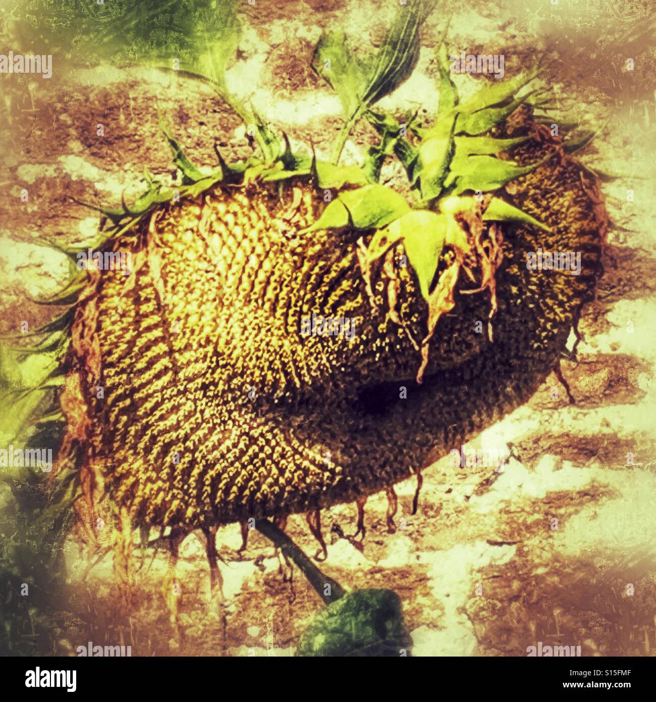 Wilted, droopy sunflower. End of summer Stock Photo Alamy