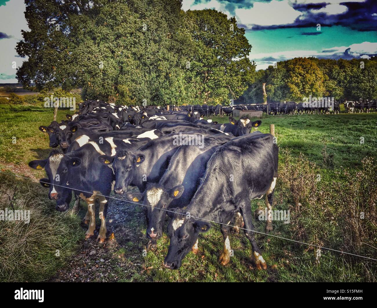 Milking time. Holstein Friesian dairy cows line up for afternoon milking - Smartphone Captured Stock Image