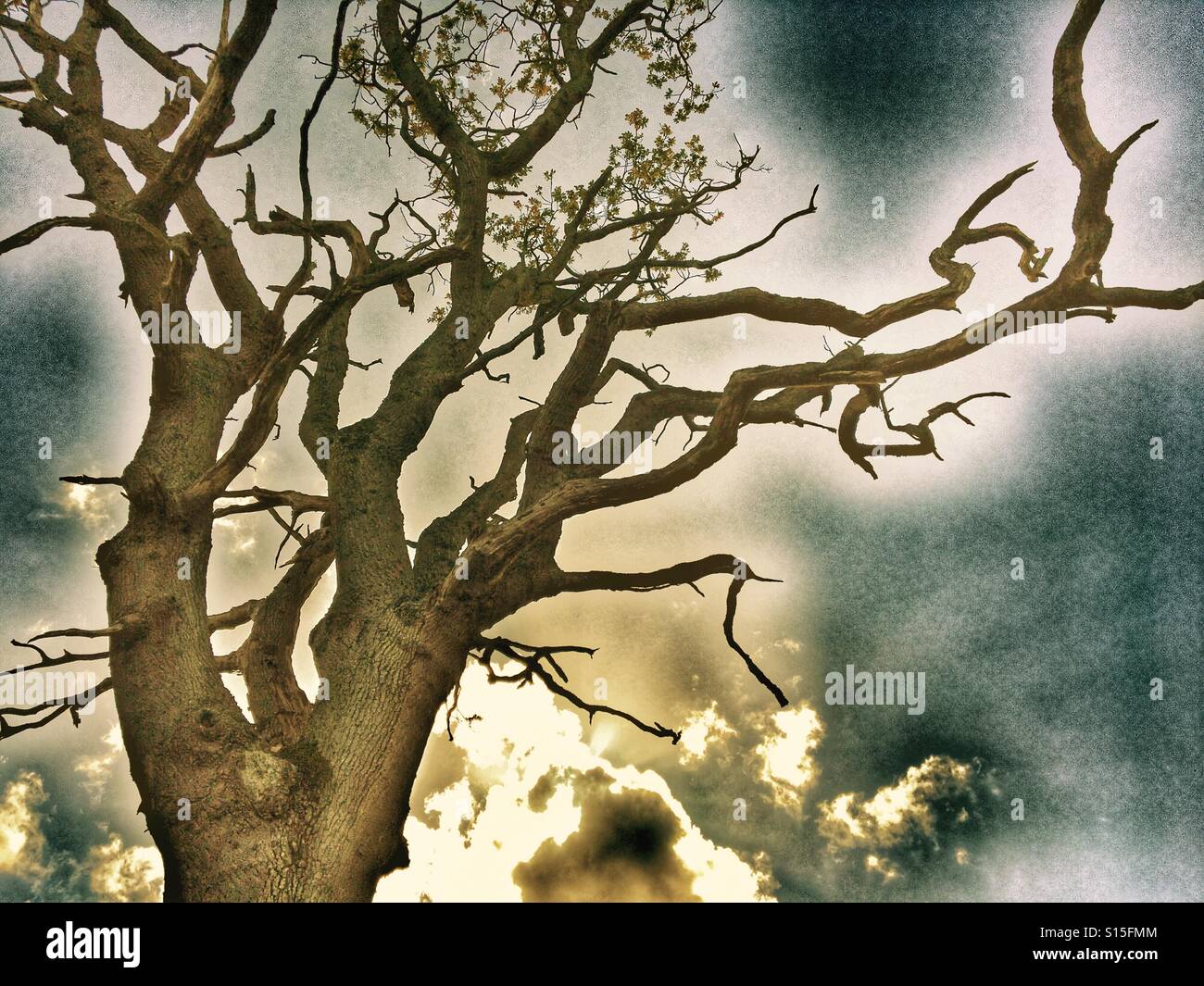 Patterns in Nature - Branches of a dying oak tree silhouetted against and autumn sky with sun and clouds - Smartphone Captured Stock Image