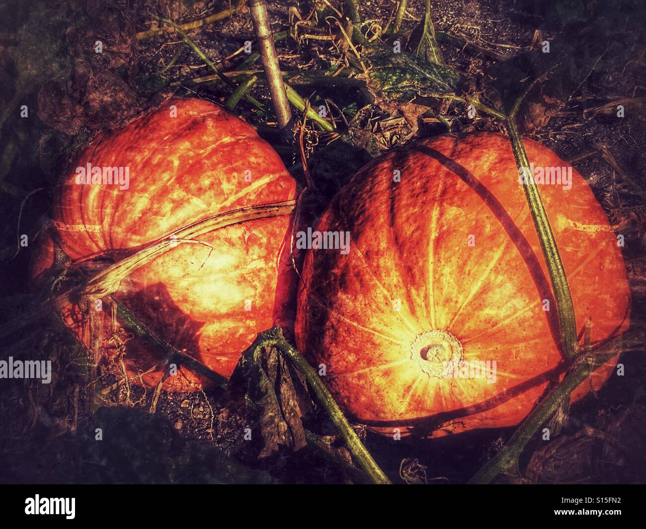 Two Orange pumpkins growing in allotment - Smartphone Captured Stock Image