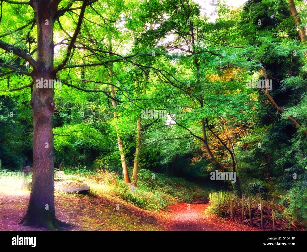 Trees in Nunhead cemetery. - Smartphone Captured Stock Image