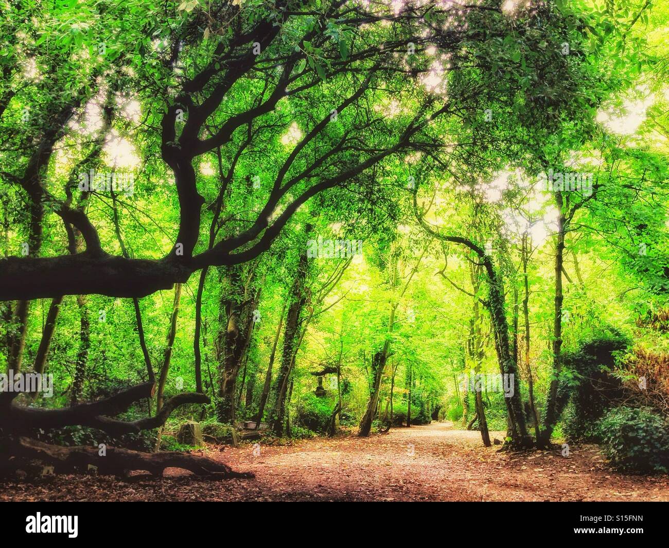 Trees in Nunhead cemetery. - Smartphone Captured Stock Image